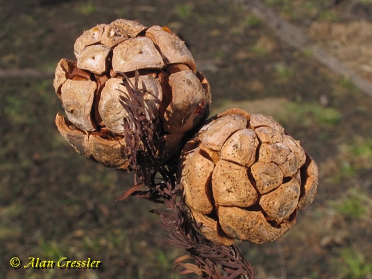 {Taxodium distichum}